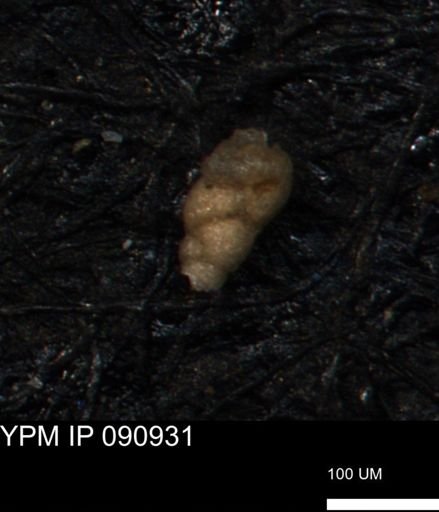 Verneuilinoides kansasensis