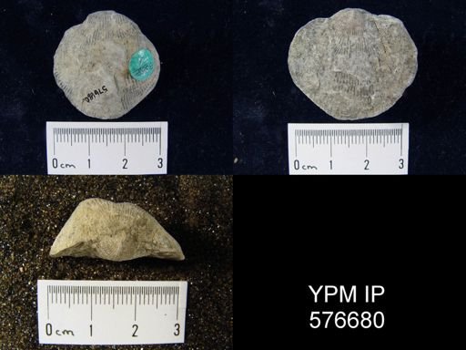 Atrypa sp.
