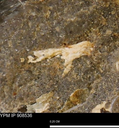undet. Mollusca