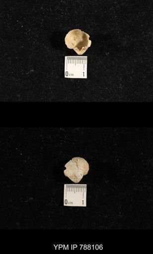 undet. Brachiopoda