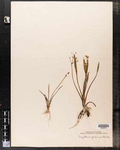 Sagittaria graminea