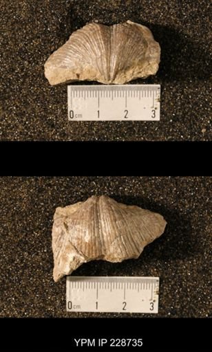 Neospirifer triplicatus gibbosus