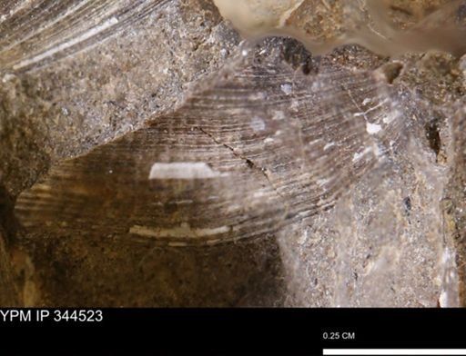 undet. Bivalvia