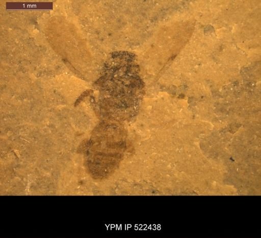 undet. Hymenoptera