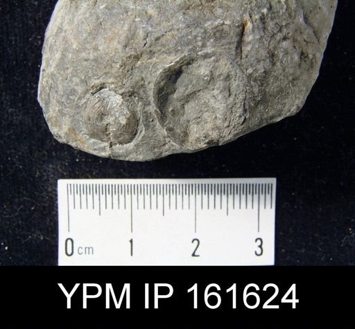 Schizocrania filosa