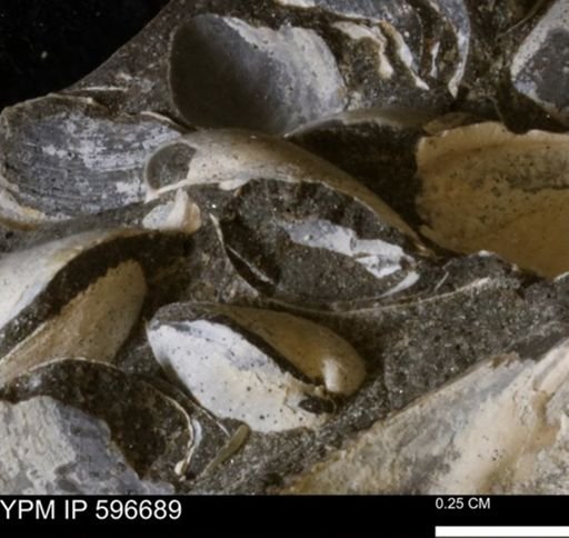 undet. Mollusca