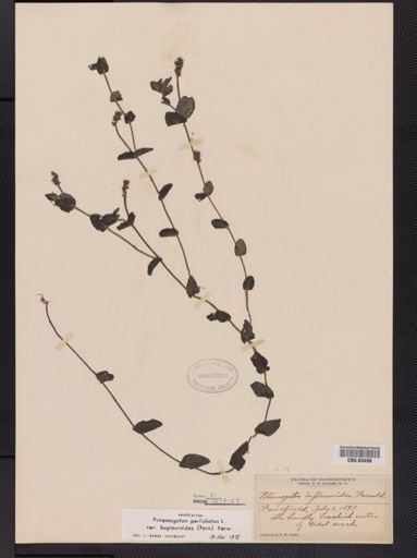 Potamogeton bupleuroides
