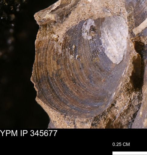 Limopsis striatopunctatus
