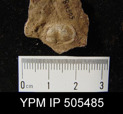 Chonetes sp.