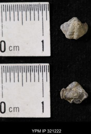 Ambocoelia sp.