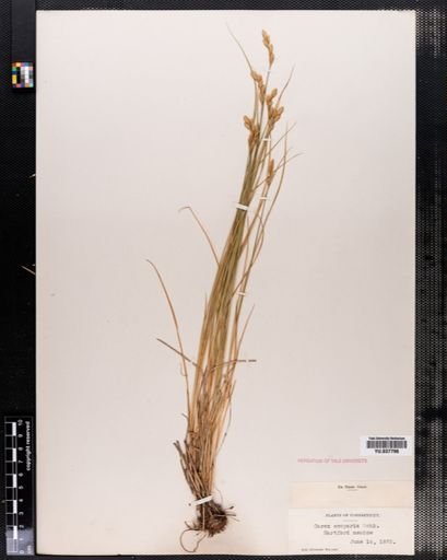 Carex scoparia
