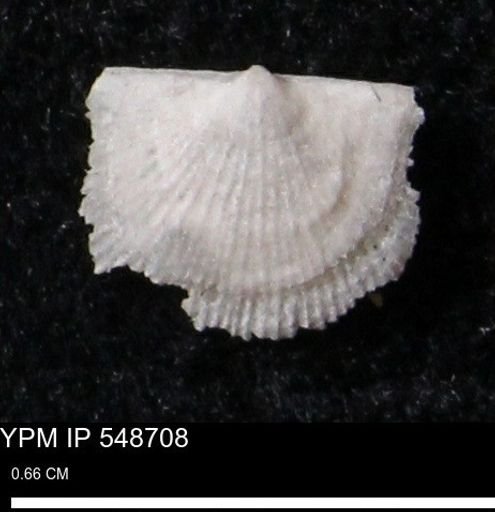 Stropheodonta perplana