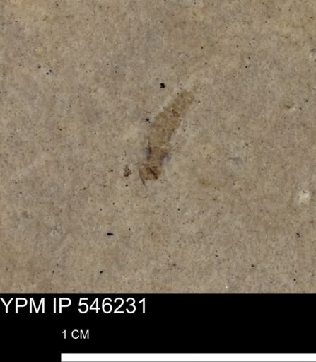 undet. Insecta