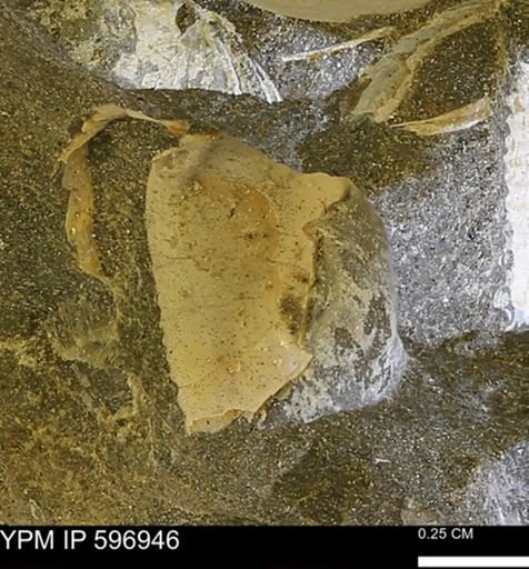 undet. Bivalvia