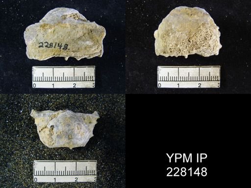 Dictyoclostus portlockianus var. crassicostatus