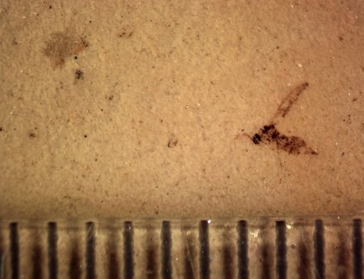 undet. Nematocera