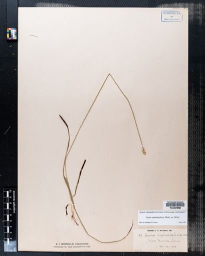 Carex cephalophora