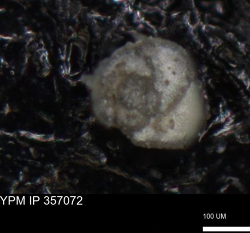 undet. Foraminiferida