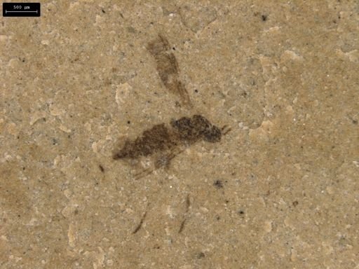 undet. Diptera