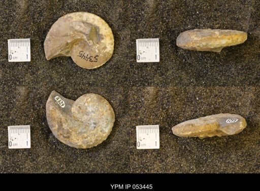 Discoscaphites conradi