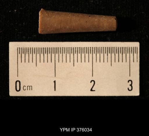 Pustula nebrascensis