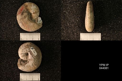 Hoploscaphites nicolletii