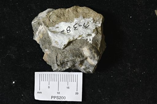 Pseudoptera?