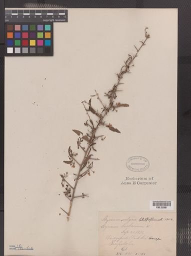 Lycium halimifolium