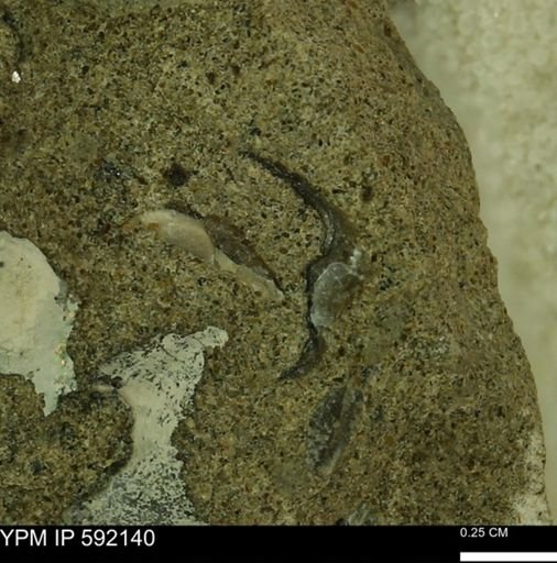 undet. Mollusca