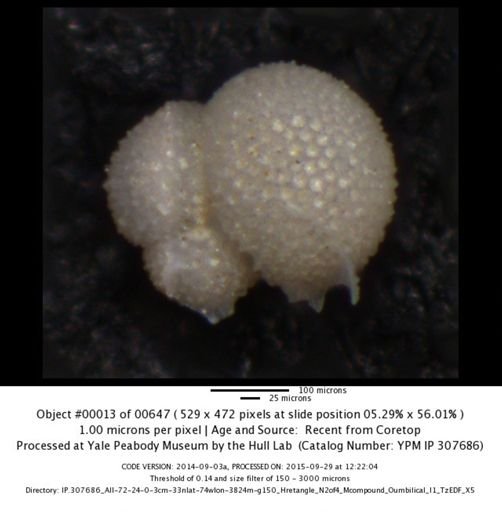undet. Foraminiferida