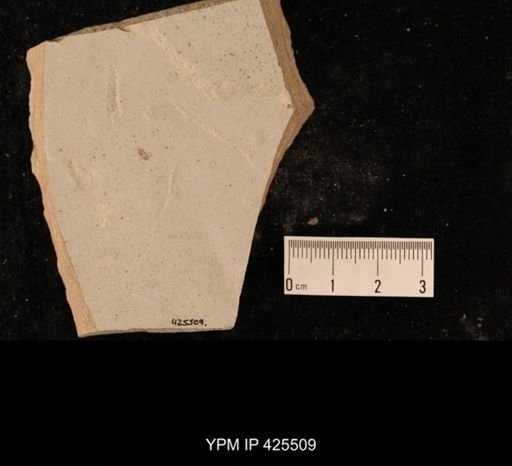 undet. Hexapoda