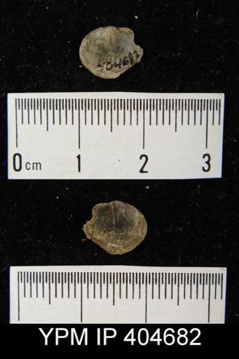 Nucleospira concinna