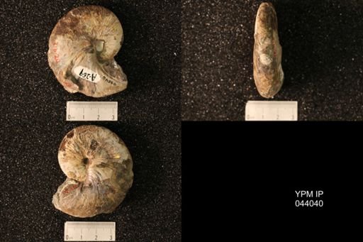 Hoploscaphites nicolletii