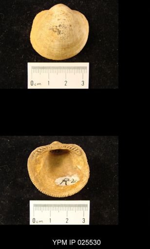 Glycimeras sp.