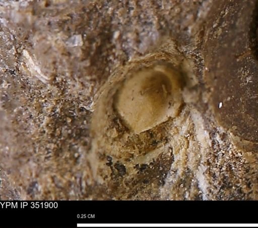 undet. Bivalvia