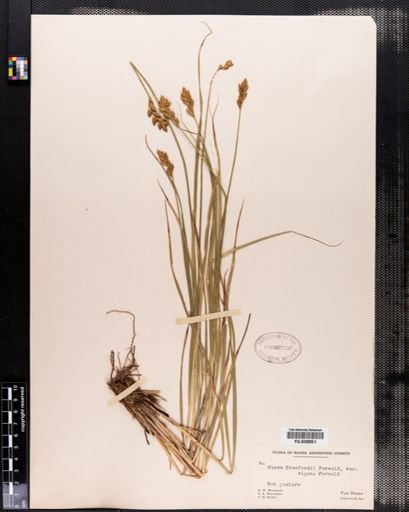Carex crawfordii