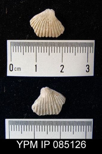 Uncinulus stricklandi