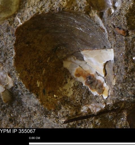Bivalvia