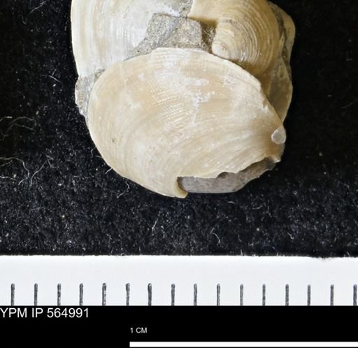 Limopsis striatopunctatus