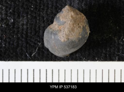 Viviparus montanaensis