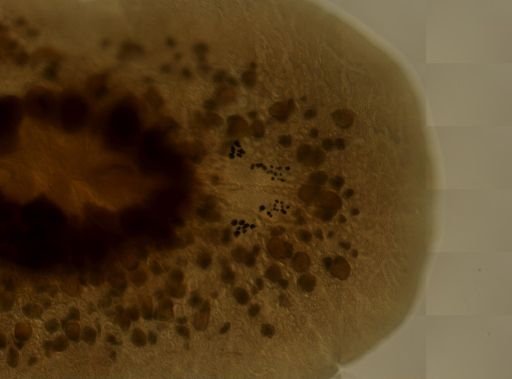 Pleioplana atomata