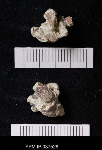 Pacifastacus chenoderma