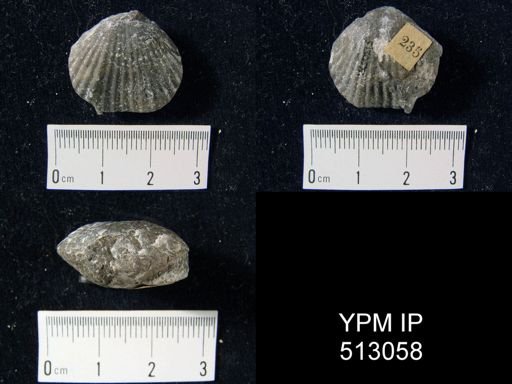 Ibergirhynchia contraria