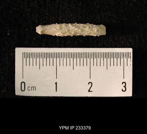 Archaeocidaris sp.