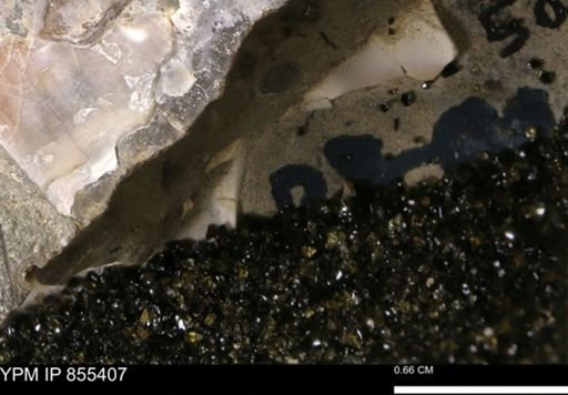 undet. Mollusca