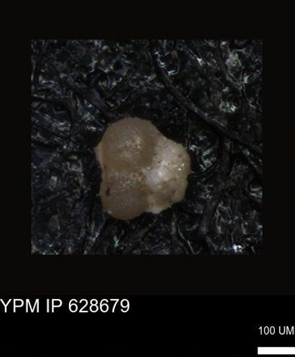 undet. Foraminiferida