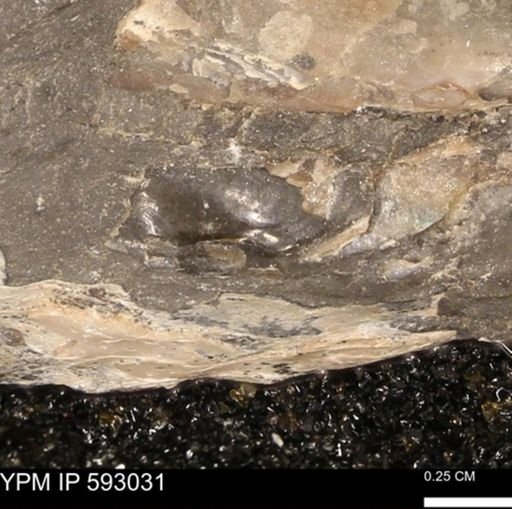 undet. Pterioida