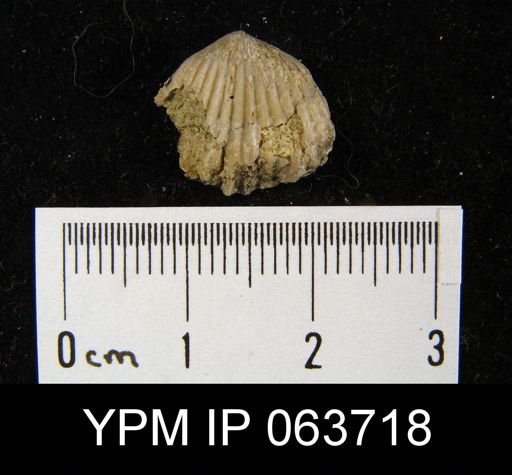 Wilsonella saffordi
