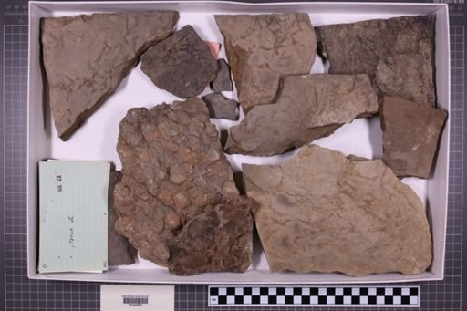 mixed taxa, stratigraphic collection
