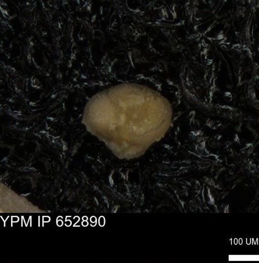 undet. Foraminiferida